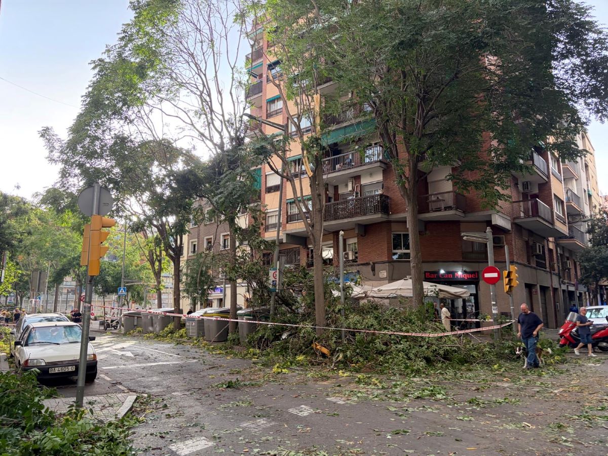 Casiguda d'un arbre al tram afectat Casiguda d'un arbre al tram afectat