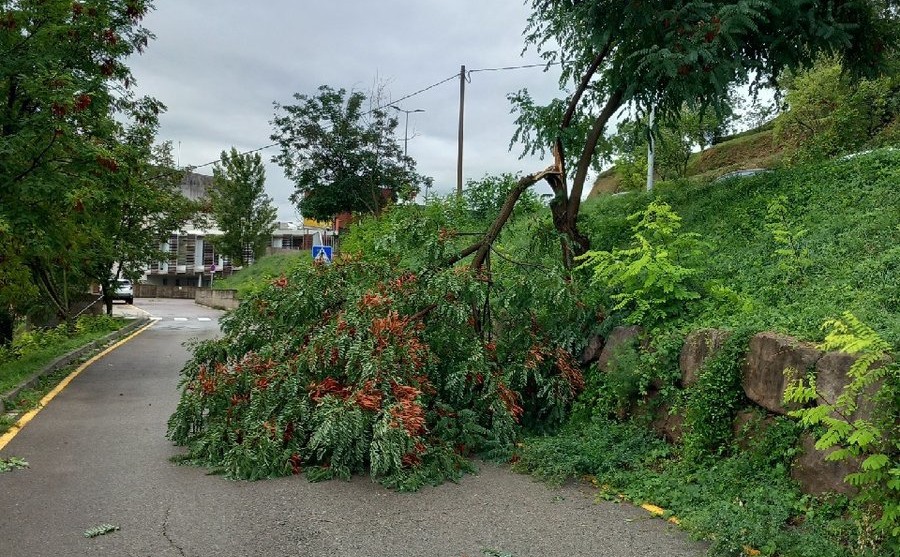 Un arbre caigut per la forta tempesta de matinada a Berga.