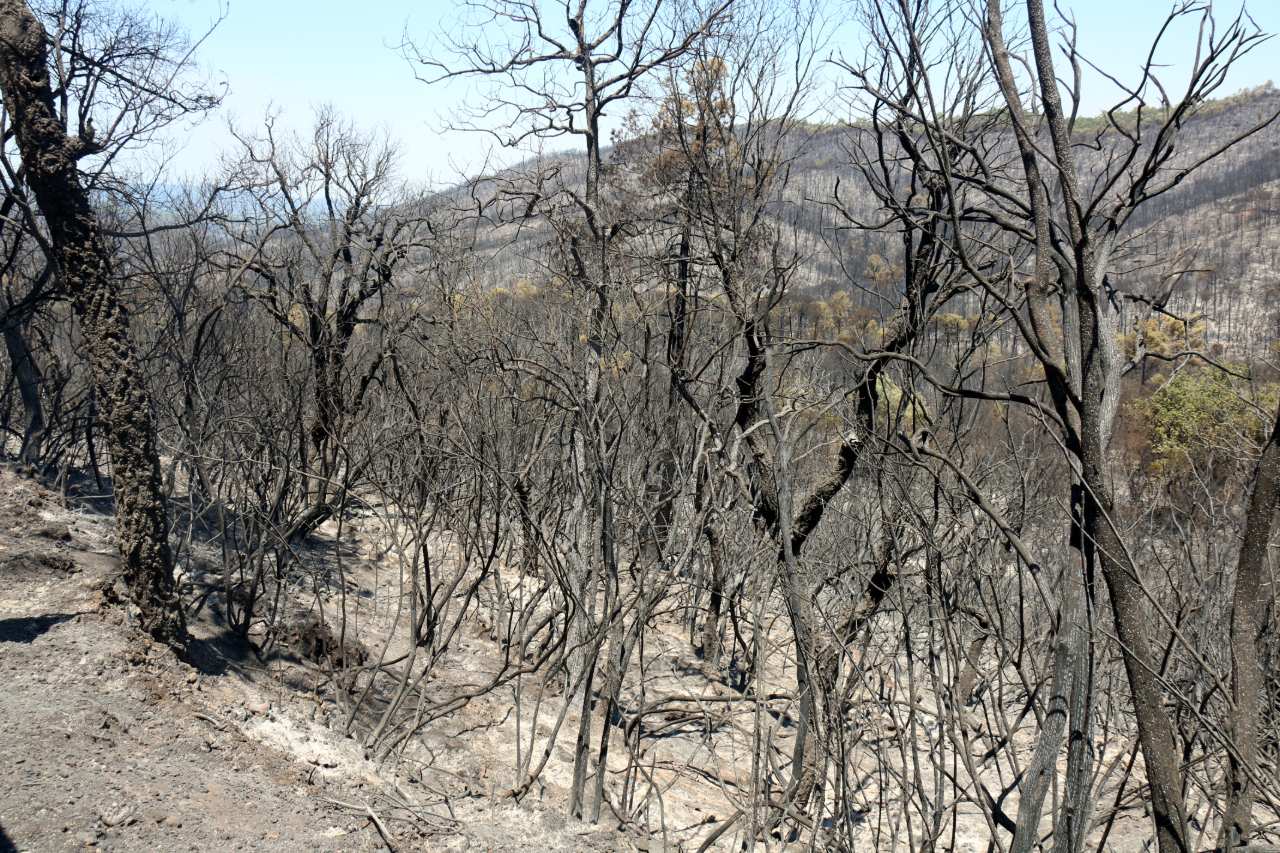 La zona cremada per l'incendi de les Gavarres, a principis d'aquest mes de juliol La zona cremada per l'incendi de les Gavarres, a principis d'aquest mes de juliol