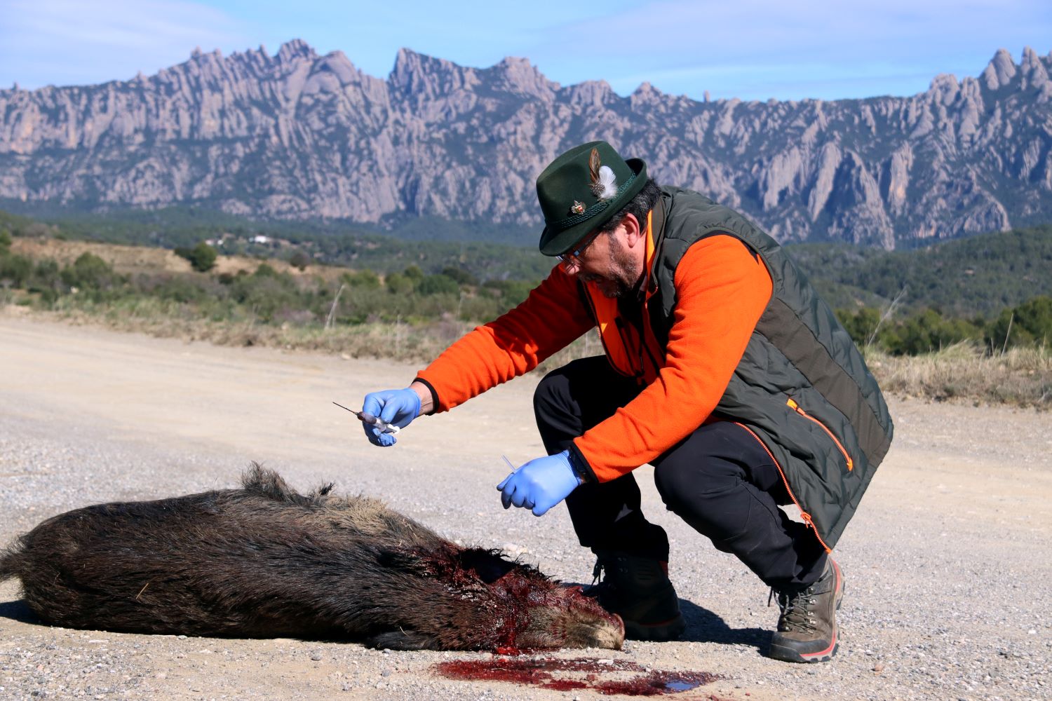 En Francesc Martí, un caçador voluntari, extreu una mostra de sang d'un porc senglar abatut per la PPA amb Montserrat de fons En Francesc Martí, un caçador voluntari, extreu una mostra de sang d'un porc senglar abatut per la PPA amb Montserrat de fons
