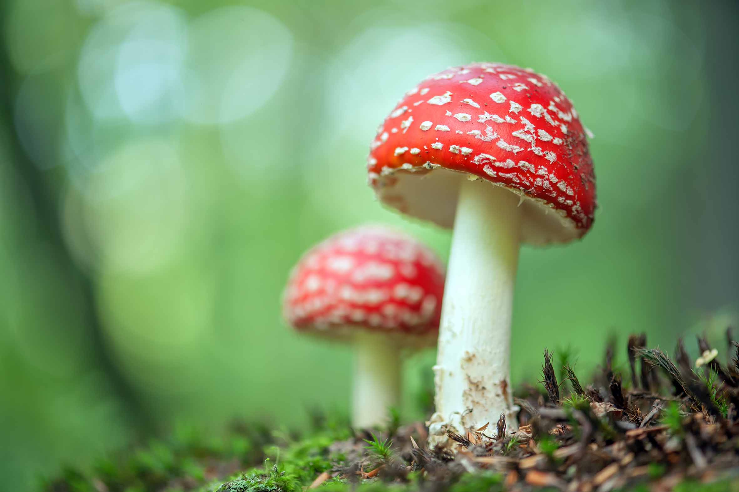 bolets