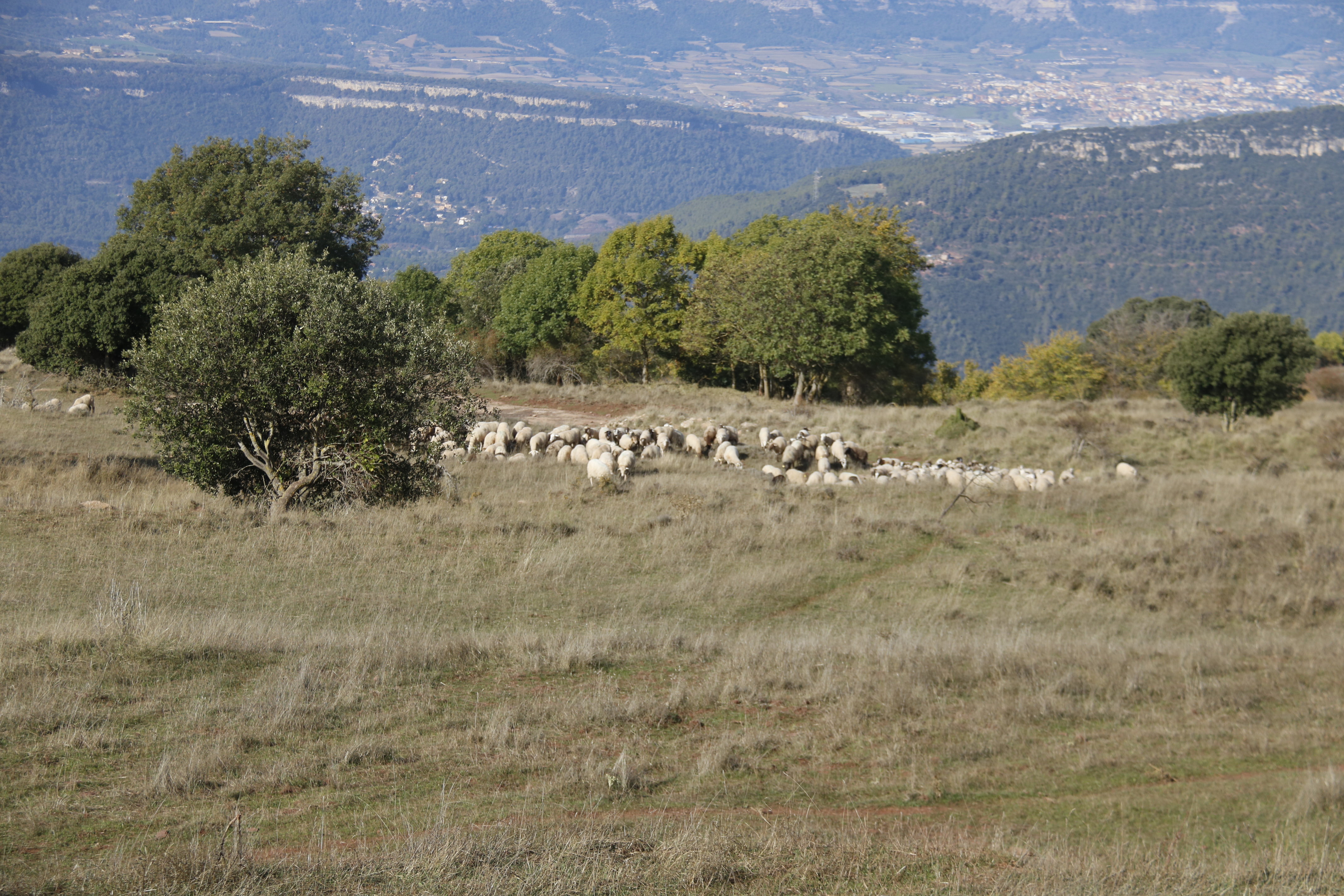 La ramaderia al Montseny es troba en una situació "crítica"