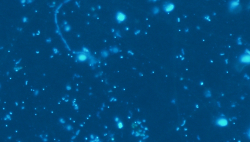Microorganismes marins | ICM-CSIC