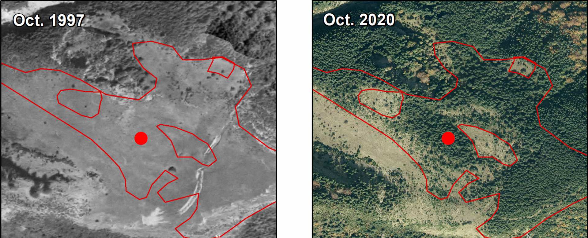 Exemple de successió secundària a camps abandonats en una mateixa zona el 1997 i el 2020 Exemple de successió secundària a camps abandonats en una mateixa zona el 1997 i el 2020