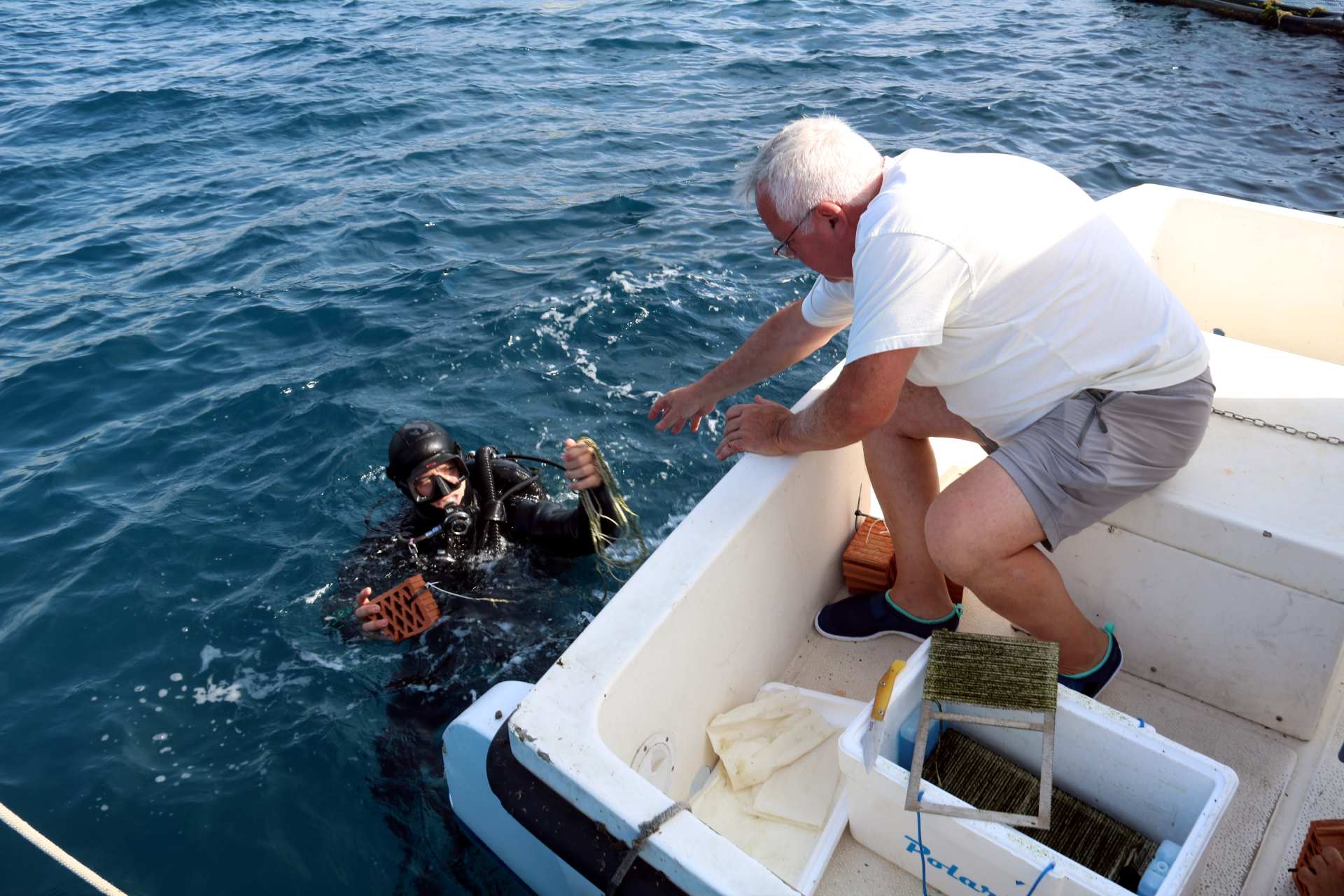Un submarinista amb una de les cordes inseminades amb enciam de mar Un submarinista amb una de les cordes inseminades amb enciam de mar