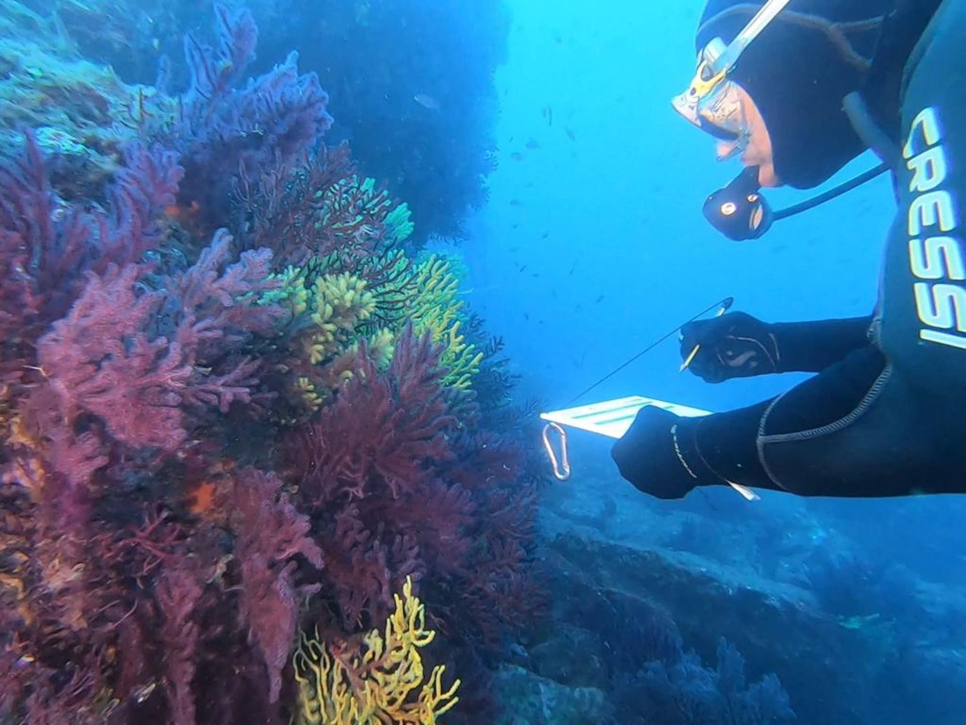 Recollida de dades en el marc de la plataforma de ciència ciutadana Observadores del Mar Recollida de dades en el marc de la plataforma de ciència ciutadana Observadores del Mar